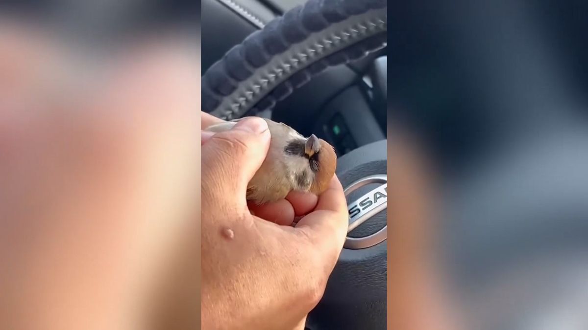 Řidič poskytl vrabci masáž srdce